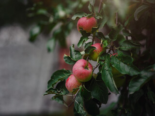 beautiful autumn still life in apple orchard