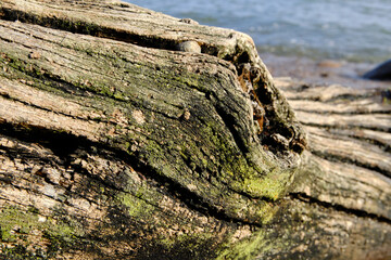 pień wyrzucony przez morze, stump washed up by the sea