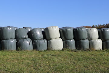 Obraz premium around many white silo bales lie on a meadow