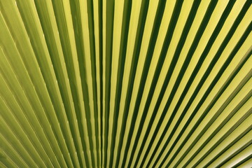 Tropical palm leaves with abstract green texture background. Green nature.