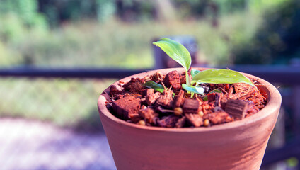 seedling in a pot, philodendron white princess, Philodendron with stunning foliage