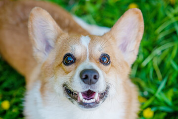 A dog of the corgi breed on a walk looks at the camera with a smile on the background of a field with yellow dandelions © Ermolaeva Olga