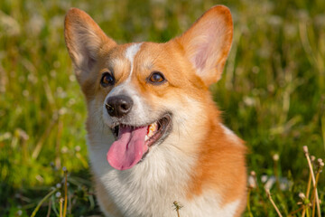 Red corgi sits in green grass with many white dandelion flowers