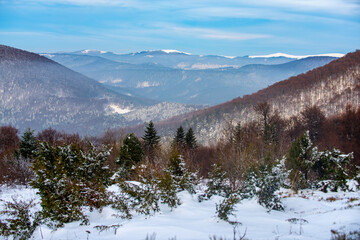Winter christmas forest with falling snow and trees.