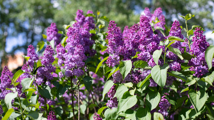 Obraz premium Siringa blossom fresh flower. Purple blossom flower