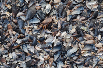 Texture of sea shells on the beach, top viev