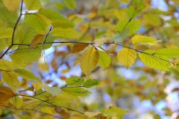 Autumn leaves on a tree (beech) close up.