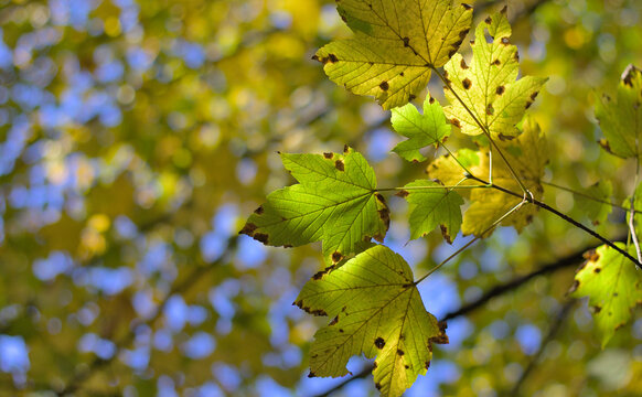 Autumn leaves with tar spots on a tree (maple) close up. Rhytisma acerinum.
