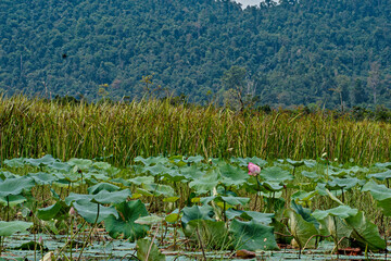 A field of lotus sacred plants on a pond in Lake Chini. Selective focus points