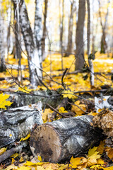 Fototapeta na wymiar sawn birch logs on fallen yellow maple leaves