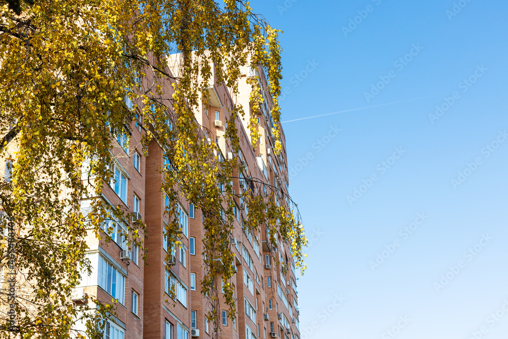Wall mural bottom view of yellow twigs of birch trees and high-rise brick apartment house and blue sky on backg
