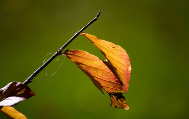 leaf outside, a hair strain struck on