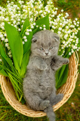 Little fluffy kitten lying in a wicker basket in a bouquet of lilies of the valley in the spring on the grass in the garden