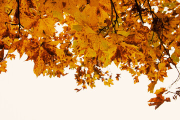 autumn season maple tree branches with yellow leaves