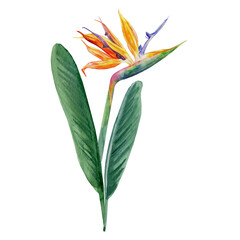 Bird of paradise flower, Strelitzia reginae, watercolor crane flower hand drawn botanical illustration isolated on white backdrop, exotic tropical plant Strelicia for design cosmetic, greeting card