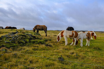 Icelandic horses grazing