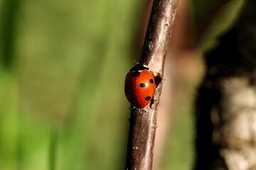 Obraz premium ladybug , a bright red beetle with black dots moves along a wooden branch with green leaves