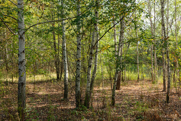 Forest with birches in summer.