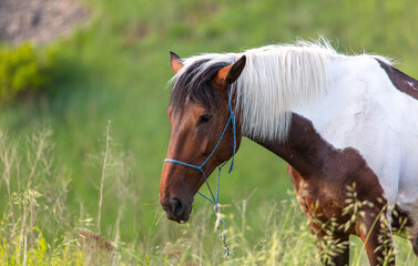 Naklejka na ściany i meble Horse portrait in summer pasture.