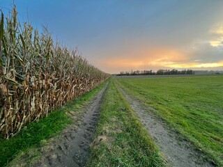 Obraz premium Ein Maisfeld ende Oktober bei Sonnenuntergang. Der Herbst und seine Farben. Herbststimmung, Herbstfarben, Landleben, Urlaub
