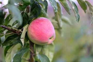 Ripe apple on a tree branch.