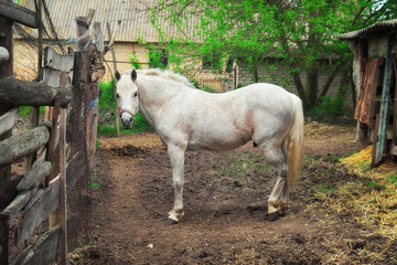 Beautiful, quiet, white horse waits in paddock