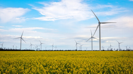 Blooming yellow canola field with wind turbines in the background in the countryside