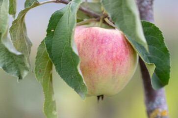 Ripe apple on a tree branch.