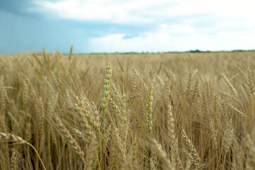 Spikelets of wheat on a large field in cloudy summer weather