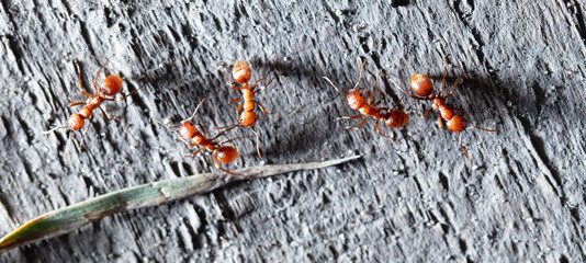 Red ants on a wooden board.