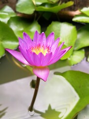Obraz premium Purple water lily blooming in the morning. Tropical flower, purple flower.