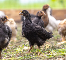 Portrait of a little chicken on the farm.