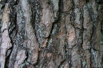 Baumrinde