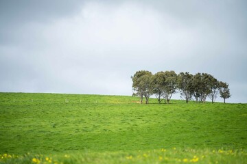 cows in the field, grazing on grass and pasture in Australia, on a farming ranch. Cattle eating hay...