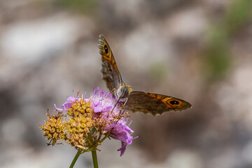 Satyridae Lasiommata megera perched on a flower