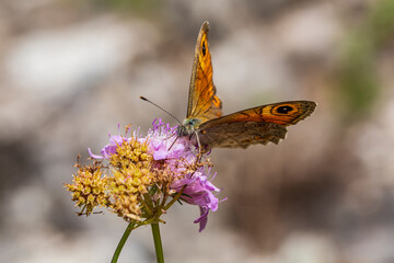 Satyridae Lasiommata megera perched on a flower