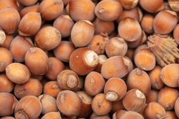 Fresh hazelnuts as an abstract background.