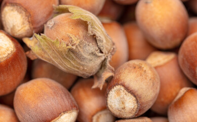 Fresh hazelnuts as an abstract background.