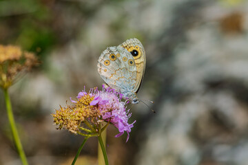 Satyridae Lasiommata megera perched on a flower