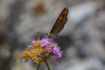 Satyridae Lasiommata megera perched on a flower