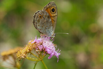 Satyridae Lasiommata megera perched on a flower