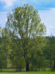 Duże drzewo zielone liście 