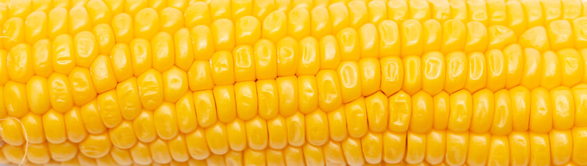 Yellow corn as a background.
