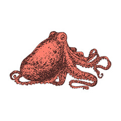 Red Octopus, color illustration. Sketch in vector.