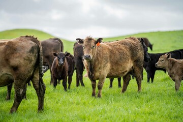 cows in the field, grazing on grass and pasture in Australia, on a farming ranch. Cattle eating hay...