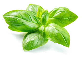 Macro shot of fresh green basil leaves isolated on white background.