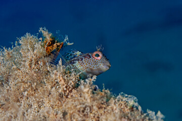 Variable blenny, Variabler Schleimfisch (Parablennius pilicornis)
