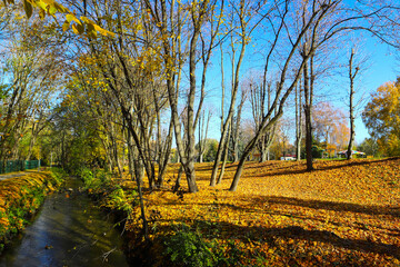 Autumn, a city park of deciduous trees, illuminated by sunlight and a golden yellow carpet of leaves.