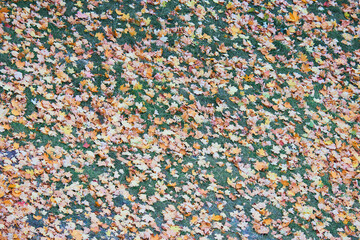 Colorful leaves on green grass. Autumn colors. Fall foliage.