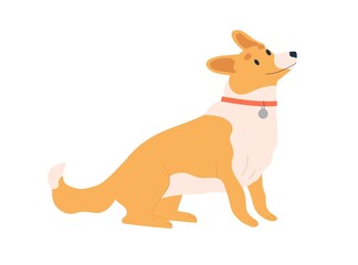 Cute dog of corgi breed. Happy adorable doggy looking with pleading eyes and asking for smth. Friendly puppy pet. Sweet charming animal. Flat vector illustration isolated on white background
